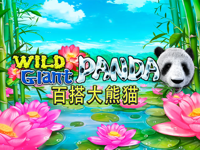 Wild Giant Panda